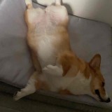 不打只看的柯基