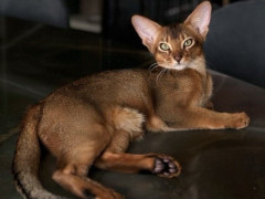 法兰克福球员巴舒亚伊社媒发文寻求另一只猫献血